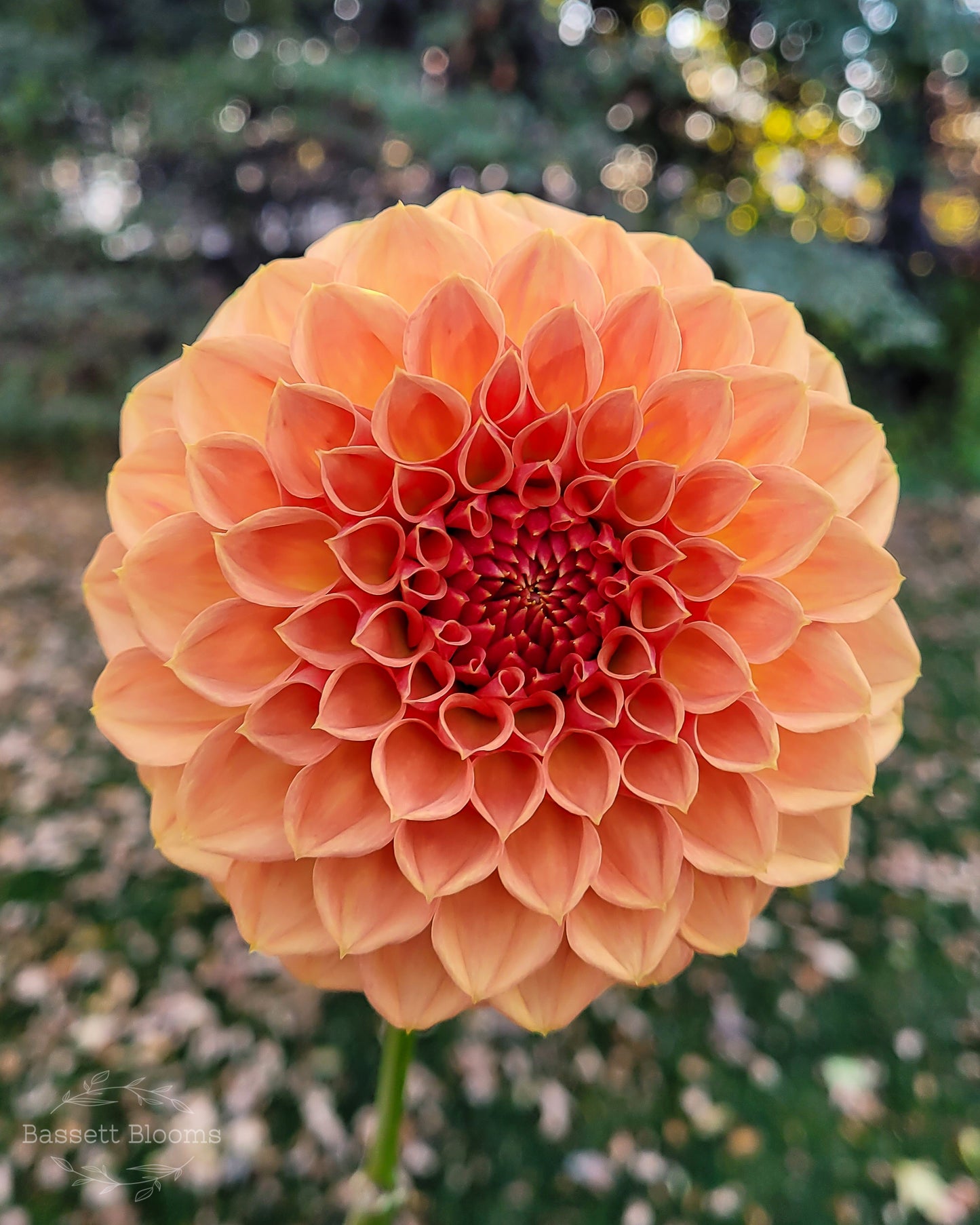 Ferncliff Apricot - Dahlia Tuber (LIMIT 1)