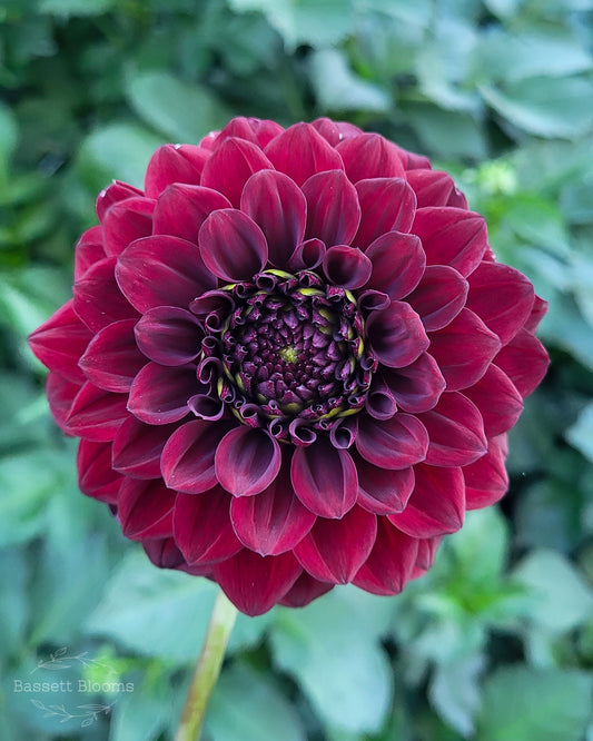 Fidalgo Blacky - Dahlia Tuber