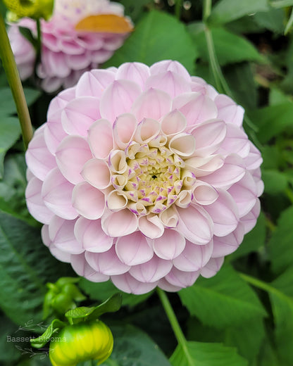 Genova - Dahlia Tuber