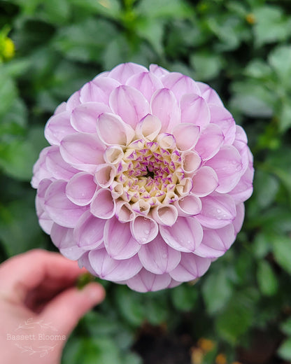 Genova - Dahlia Tuber