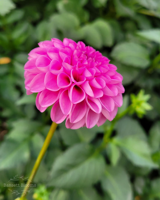 Glamour - Dahlia Tuber (MOTHER)