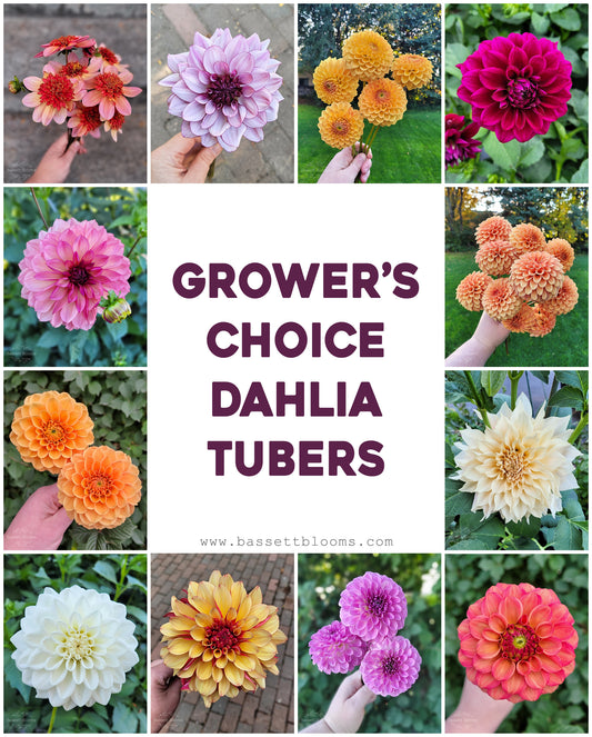 Grower's Choice - Dahlia Tubers (labeled)