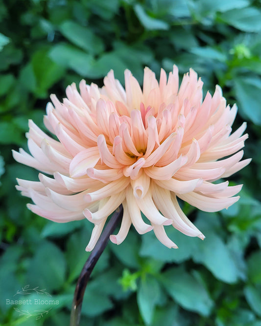 Henriette - Dahlia Tuber