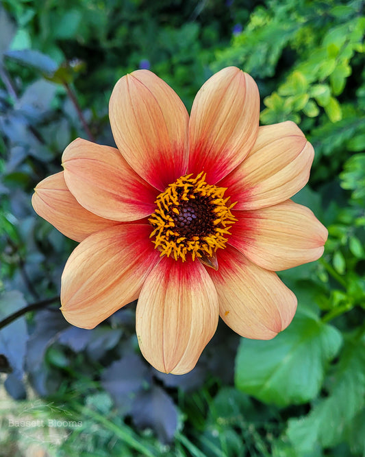 HS Date - Dahlia Tuber