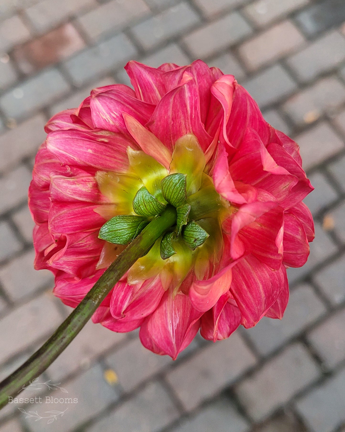 Ice Tea - Dahlia Tuber