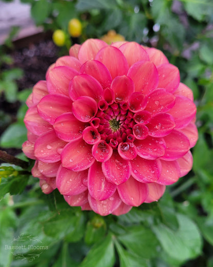 Ice Tea - Dahlia Tuber