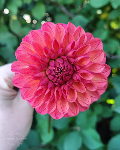 Intrigue - Dahlia Tuber