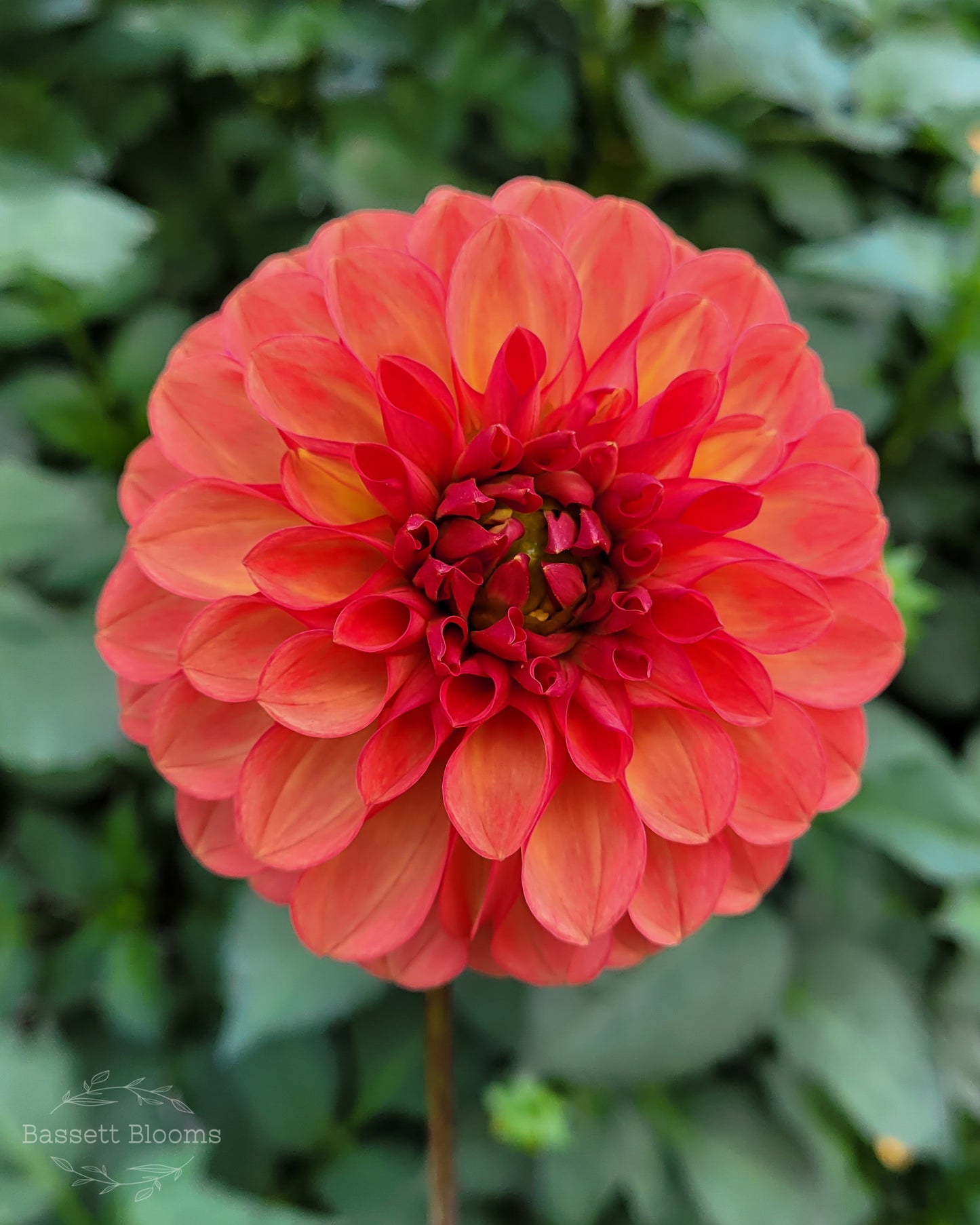 Intrigue - Dahlia Tuber