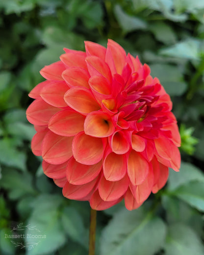 Intrigue - Dahlia Tuber