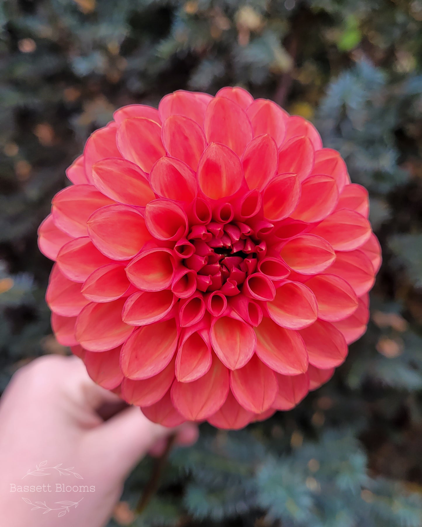 Intrigue - Dahlia Tuber