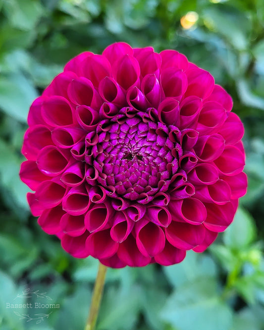 Ivanetti - Dahlia Tuber