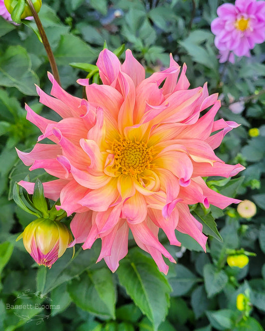 Just Peachy - Dahlia Tuber