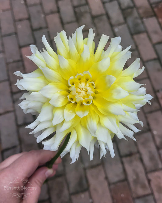 Lemon Meringue - Dahlia Tuber