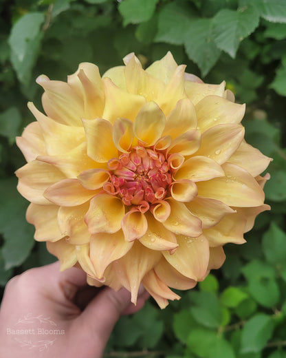 Miss Amara - Dahlia Tuber