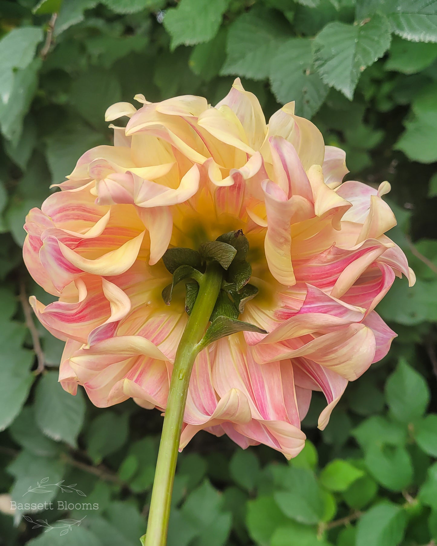 Miss Amara - Dahlia Tuber