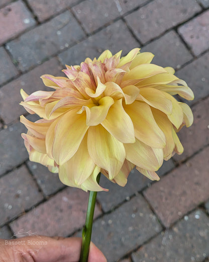 Miss Amara - Dahlia Tuber