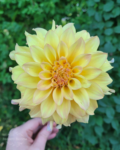 Miss Amara - Dahlia Tuber