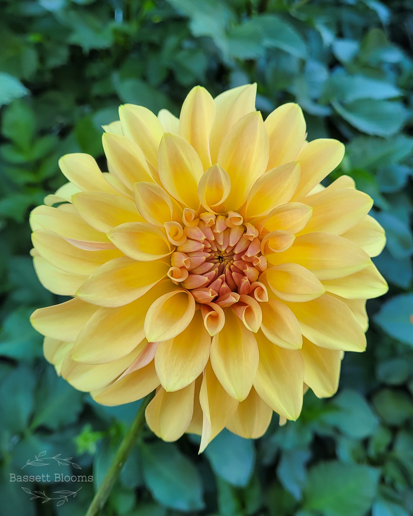 Miss Amara - Dahlia Tuber