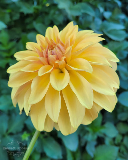 Miss Amara - Dahlia Tuber