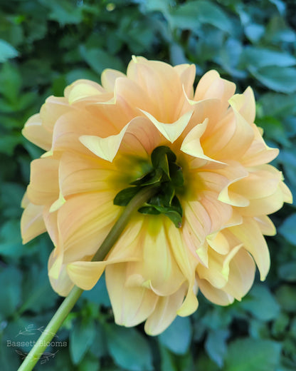 Miss Amara - Dahlia Tuber