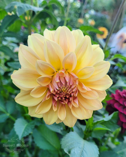 Miss Amara - Dahlia Tuber