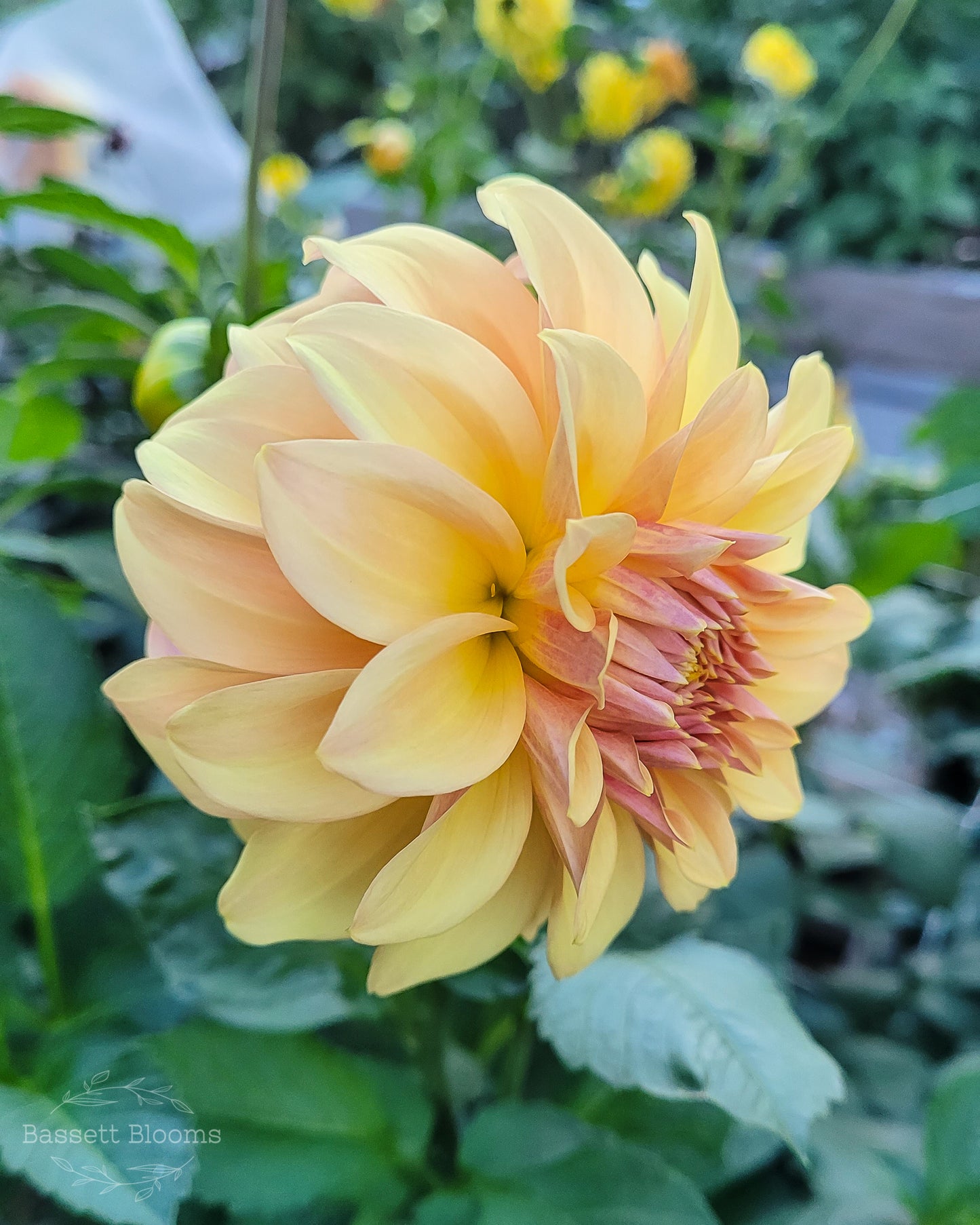 Miss Amara - Dahlia Tuber