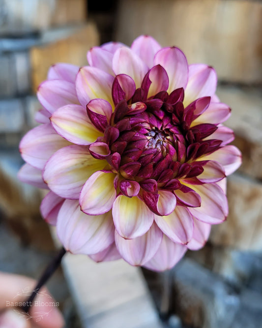 Muchacha - Dahlia Tuber