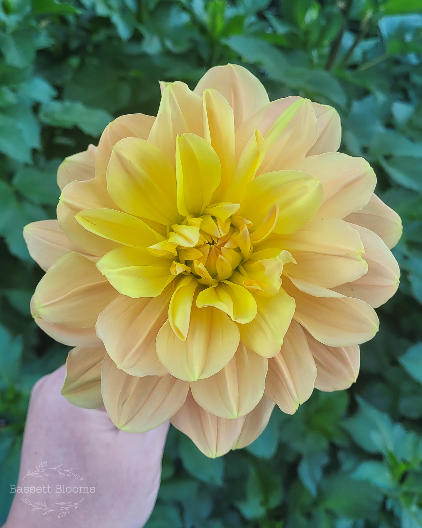 My Forever - Dahlia Tuber