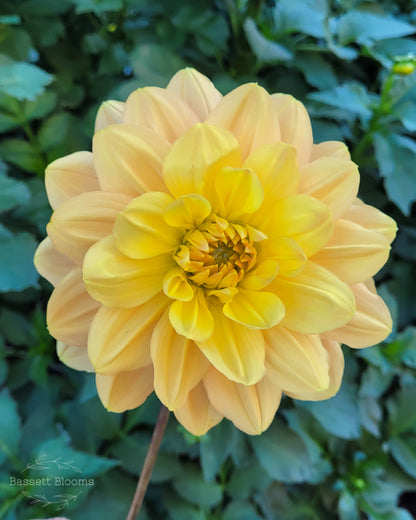 My Forever - Dahlia Tuber