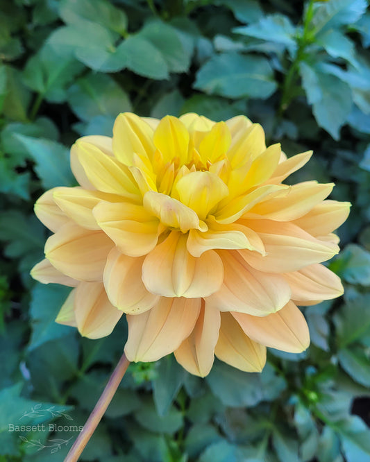 My Forever - Dahlia Tuber