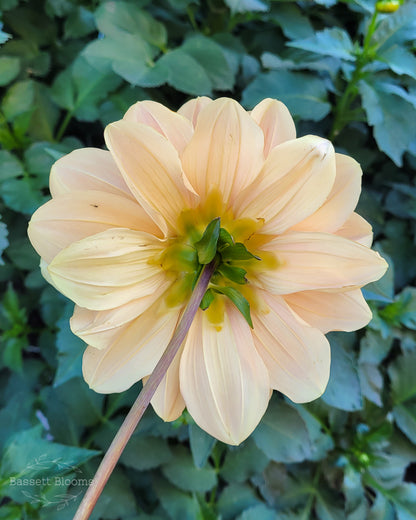 My Forever - Dahlia Tuber