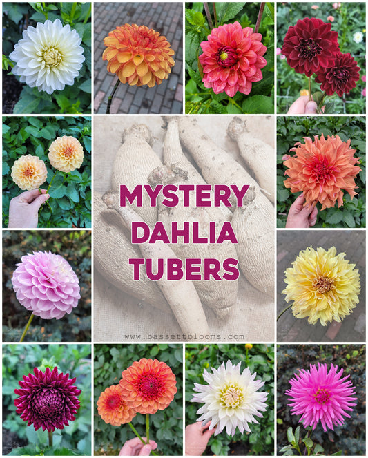 Mystery Dahlia Tubers (not labeled)