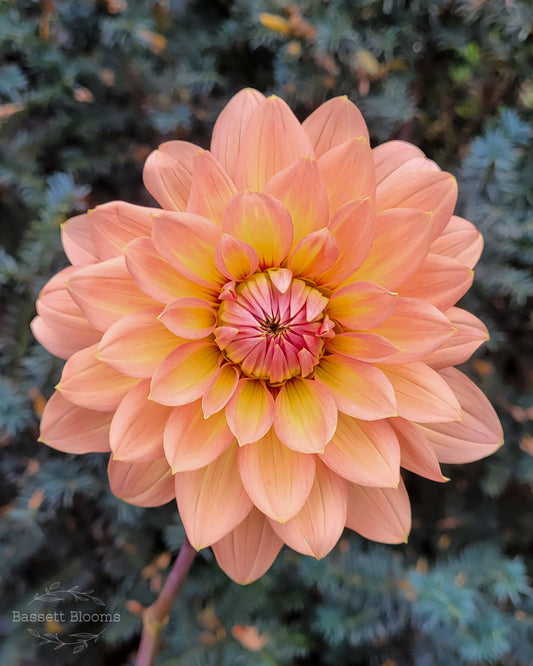 Nicholas - Dahlia Tuber