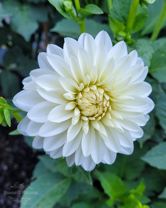 NOID White Decorative - Dahlia Tuber