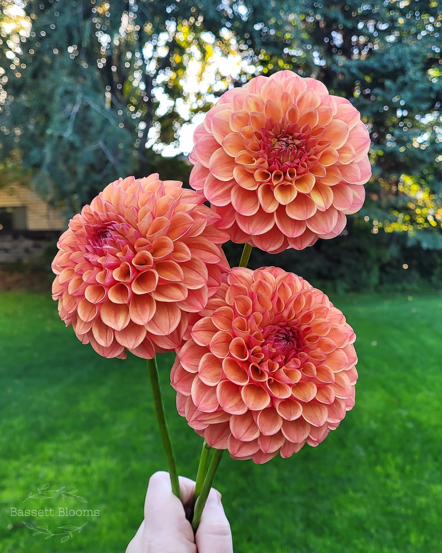 Robin Hood - Dahlia Tuber – Bassett Blooms