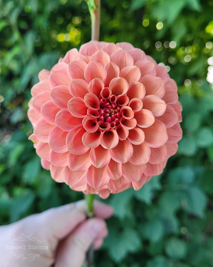 Rose Toscano - Dahlia Tuber