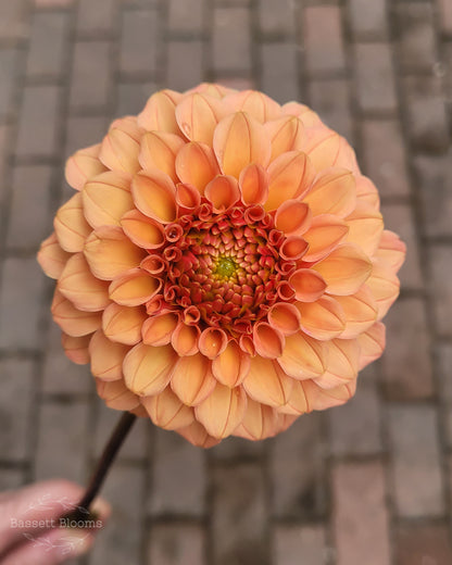 Rose Toscano - Dahlia Tuber