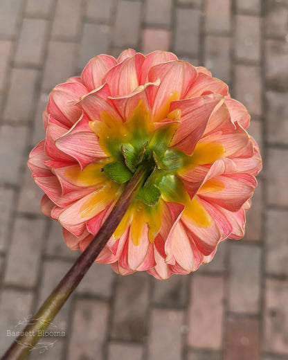 Rose Toscano - Dahlia Tuber