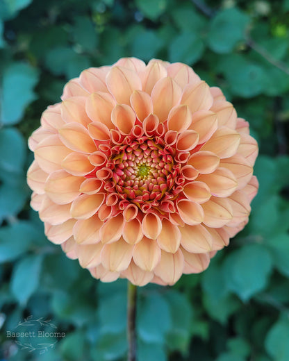 Rose Toscano - Dahlia Tuber