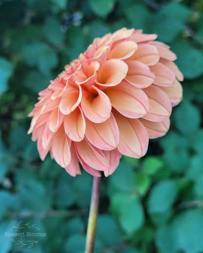 Rose Toscano - Dahlia Tuber