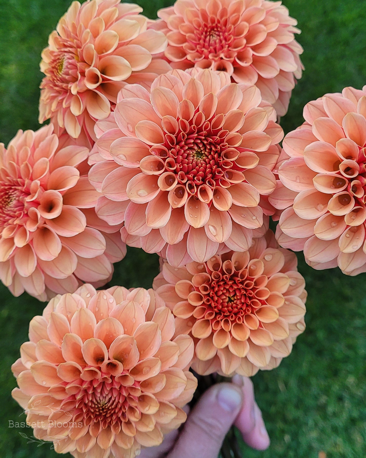 Rose Toscano - Dahlia Tuber