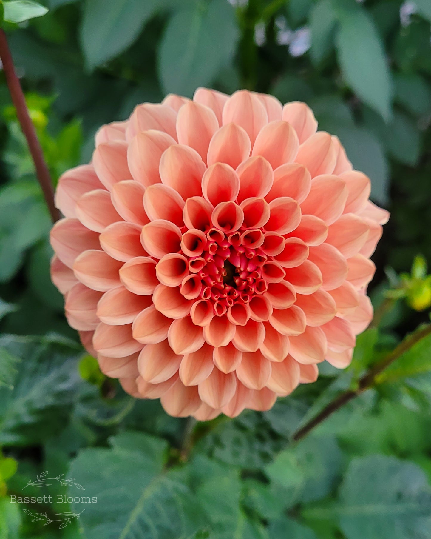 Rose Toscano - Dahlia Tuber