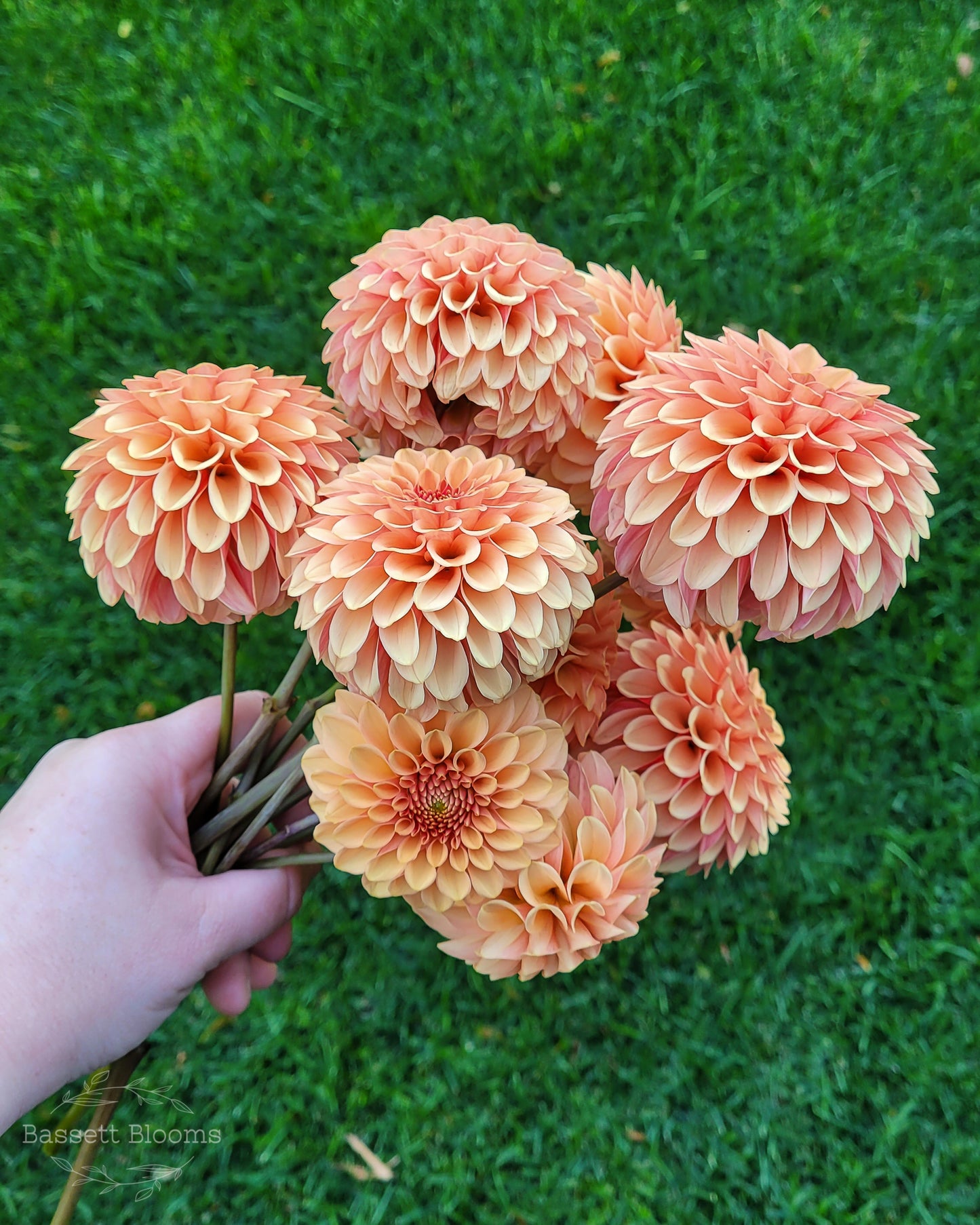 Rose Toscano - Dahlia Tuber