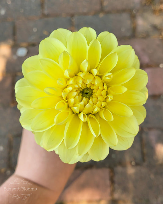 Sun Kissed - Dahlia Tuber