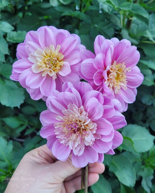 Take Off - Dahlia Tuber