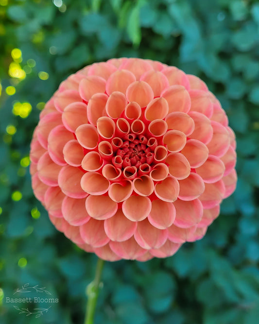 Valley Rust Bucket - Dahlia Tuber