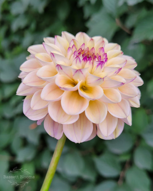 Wine Eyed Jill YELLOW - Dahlia Tuber