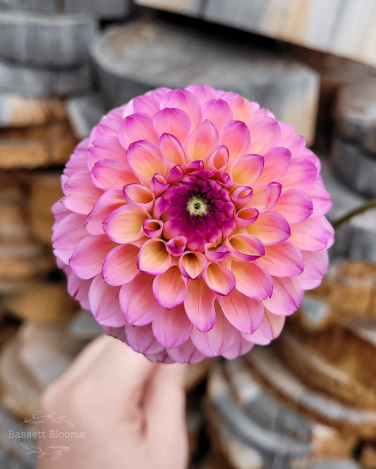 Wine Eyed Jill - Dahlia Tuber